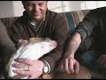 Adoptan, a Cuco, el perro que cortaron las orejas