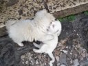 puppies in lijiang, yunnan, china puppies in lijiang, yunnan, china