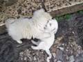 videos de puppies in lijiang, yunnan, china