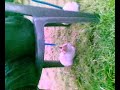 libre chat.mp4