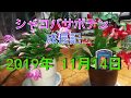 シャコバサボテン　成長記　2019年11月14日