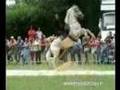 Spectacle western - cow boy indiens - cascade equestre
