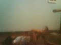 Cachorras Peliando.3GP