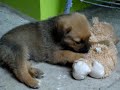 caida  perro nuevo