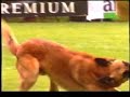 Dances with Malinois. Belgian RING (part2)