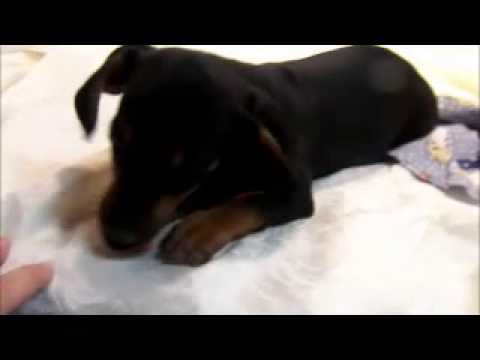 Female Black and Tan named Bristol