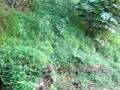 videos de S.tome e Principe