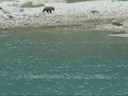 2008 (07) Alaska (Grizzly Bear) TATC