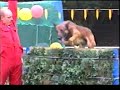 Dances with Malinois. Belgian RING (part1)