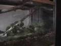 Pet tree frogs ,newts , toads in aqua terrarium set up part 1