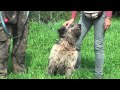 Hutsch Bearded Collie - Mischling