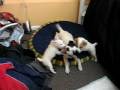 Jack Russells ATTACK - 90 seconds of brutal son and daughter attack on mother dog