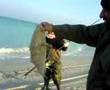 groper catch ��� ������