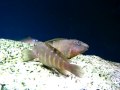 Tanganicodus irsacae Moba