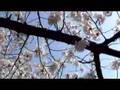 京都 桜散策 賀茂川 高野川