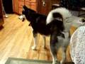 Kodiak & The Demon