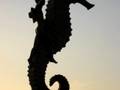 videos de Puerto Vallarta