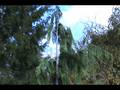 videos de How to ID Xanthocyparis nootkatensis 'Pendula'