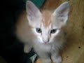 Laurie Berkner - The Cat Came Back