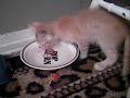 Laurie Berkner - The Cat Came Back Laurie Berkner - The Cat Came Back