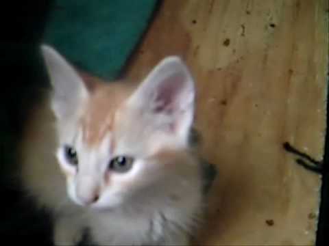 Laurie Berkner - The Cat Came Back