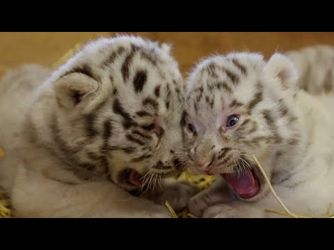 Kernhof/sterreich: Drei weie Bengaltiger-Babies w ...