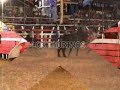 LOS TAURINOS MONTA TOROS COSTA RICA TORO EL CAMAROTE LOS TAURINOS MONTA TOROS COSTA RICA TORO EL CAMAROTE