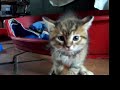 chatchat