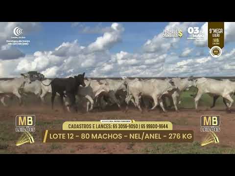 9� MEGA LEIL�O DA MB LEIL�ES
