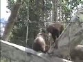Grizzly and Black Bear Cubs Box