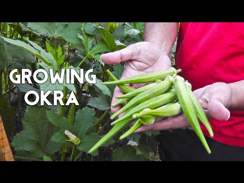 how to grow okra youtube