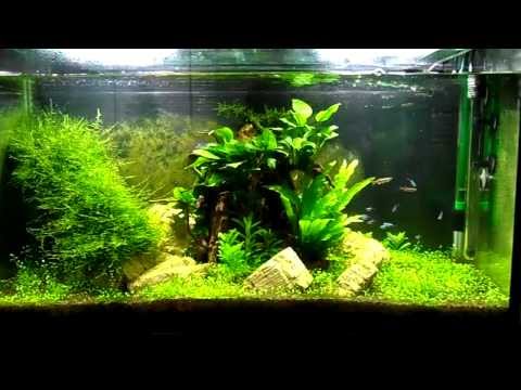 how to grow algae for otocinclus