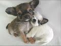 Cute Funny Animals