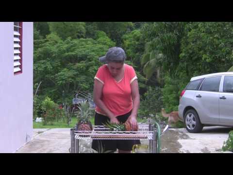 Taller Virtual #2: Germinando y Sembrando Piñas