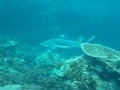 videos de Black Tip Shark Koh Phi Phi Island, Thailand