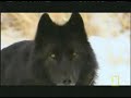 wolves hunting bison