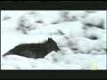 Wolves Hunting Bison Wolves Hunting Bison