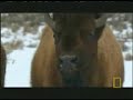 wolves hunting bison