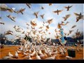 The Day After Peace - Trailer