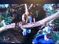 videos de strange wilderness