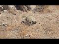 videos de desert tortise at Joshua Tree