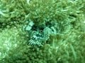Diving Leyte and Malapascua Philippines!!!