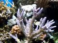 My Reef After The Bleaching Event