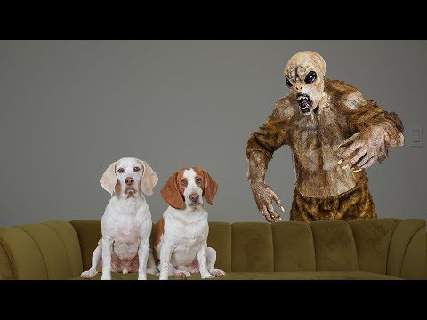 Dogs vs Hobgoblin Prank: Funny Dogs Maymo & Potpie Battle Hobgoblin Monster for Halloween