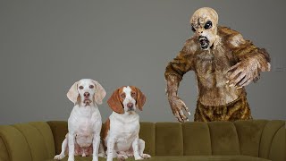 Dogs vs Chupacabra Prank: Funny Dogs Maymo & Potpie Battle Chupacabra Monster for Halloween by Maymo