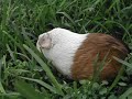 Video My guinea pig eating cucumber!