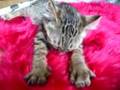 フミフミこねこ