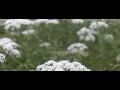 hommel op bloemscherm hommel op bloemscherm