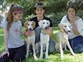 Saluki Birthday - Litter \"B\" two years old