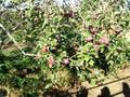 videos de hayride to farm